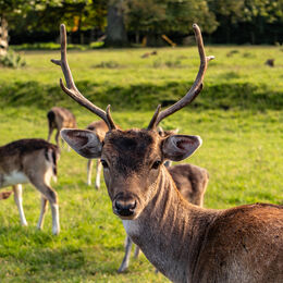 H.C. Deer. Linda Carr. Judge: The Members.