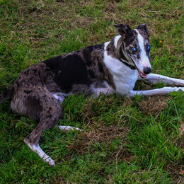 Dog 1