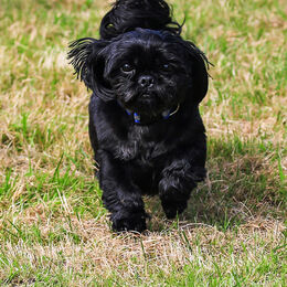 Dog 2
