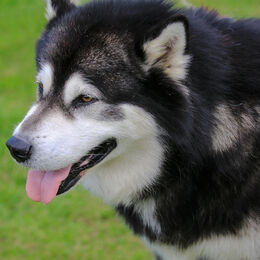 Dog 3