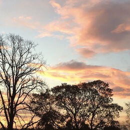 EARLY BIRD SUNRISE: Trees against the light always make for a good image. Lovely colour and clouds and of course the bird in the tree.