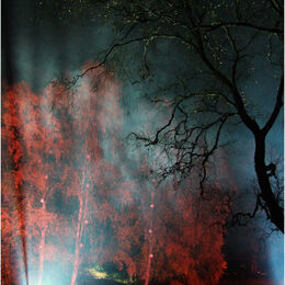 ENCHANTED FOREST: Lit from below and well seen. Perhaps brightness to bottom left a little too much.