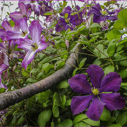 3rd. Garden Clematis. Dave Ross. Judge: John Stephenson