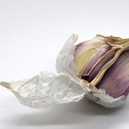 H.C. Garlic. Gayle Hall. Judge: Sue Merrington.