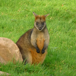 Kangaroo