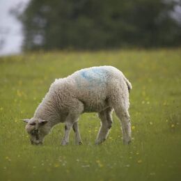 Lamb