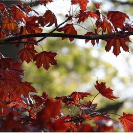 Leaves