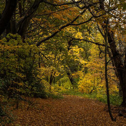 LIGHT AT THE END OF THE WOODS: Good image of autumn colours in autumn light. Feel can walk into the woods. Perhaps crop of tree to left up to autumn leaves at left. Well seen
