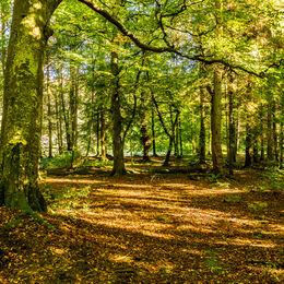 LIGHT STREAMING THROUGH THE TREES: Good autumnal image. Do feel as if want to walk through. Good lead in to centre of picture.