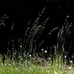 Long Grass