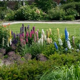 Lupins