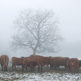 3rd.Misty-Morning. Clive Gibb. Judge: Members