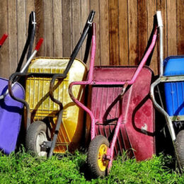 H.C. Mult.Coloured Barrows. Sue Merrington. Judge: Gayle Hall.
