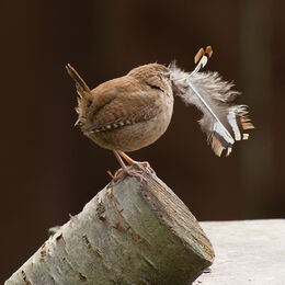 1st. Nesting time. John Stephenson. Judge: Ray Bell