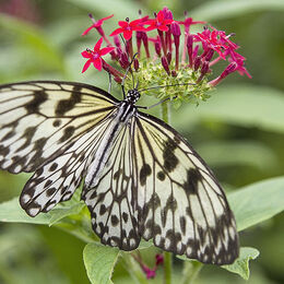 Paper Kite Butterfly