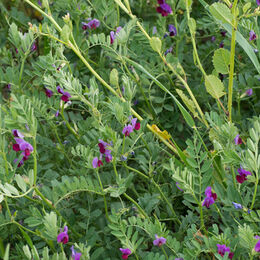 Pea (Earth nut pea)