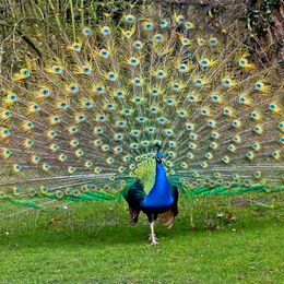 Peacock