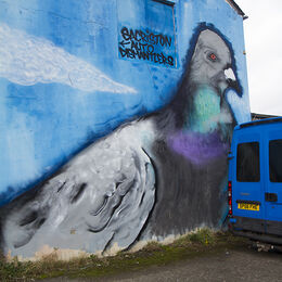 Pigeon