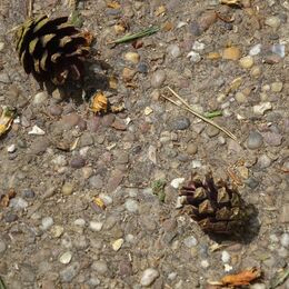 Pine Cones