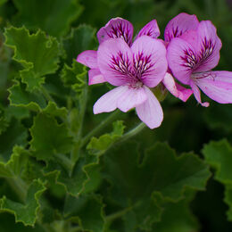 Pink Geranium