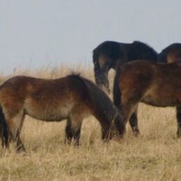 Ponies