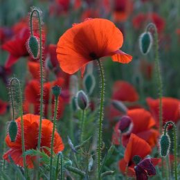 H.C. Poppies. John Stephenson. Judge: Brian Nattrass.