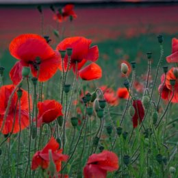 Poppies