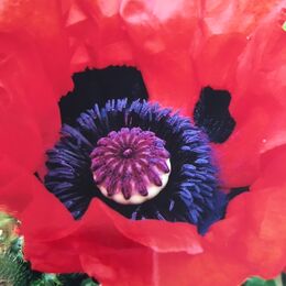 Poppies 2