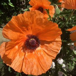 Poppies