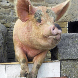 Porky Pig