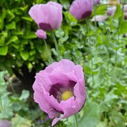 Purple Poppies