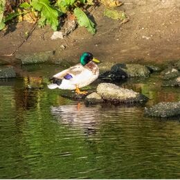 Quacker