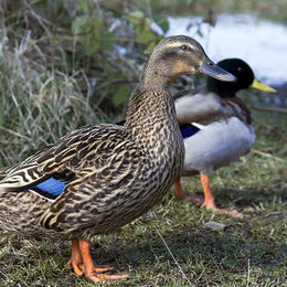Quackers