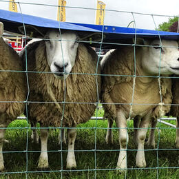 Quadrupeds