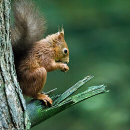 3rd.Red Squirrel. Graham Hopkinson. Judge: The Members