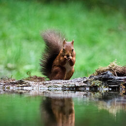 3rd.Red Squirrel. Graham Hopkinson. Judge: The Members