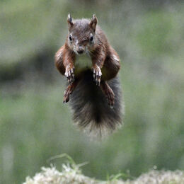 3rd.Red Squirrel. Graham Hopkinson. Judge: The Members.