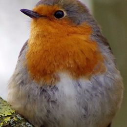 2nd.Redbreast. Steve McLean. Judge. Brian Nattrasss.