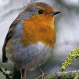 Robin