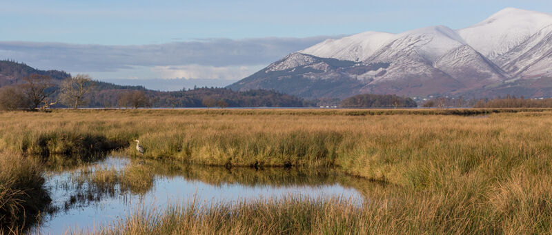 H.C. Skiddaw from Derwentwater. David Gray. Judge: Ajun K Nambier