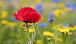 H.C. Standing out from the crowd. Gayle Hall. Judge: Janet Long.