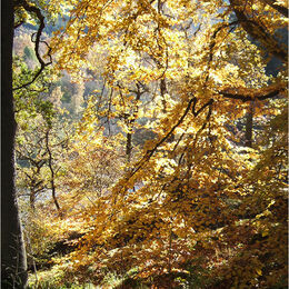 SUNLIGHT: Autumn colours caught in sunlight with branches piercing the colours well. Perhaps overall the image could be darkened just a touch to intensify the colour.