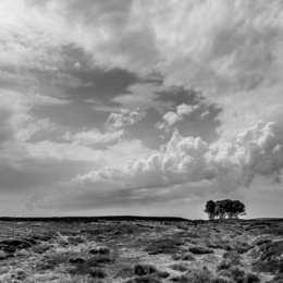 2nd. The-elephant-Trees-Weardale. David Spoors. Judge: Mike Allport.