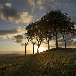 THE SISTERS: Good picture with the sun held in the right position behind the tree giving lovely light onto the foreground. Nit pick – tiny orange sunspot/flare caused by the sun in the lens take the eye a little once seen.