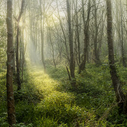 THROUGH THE TREES: A different time of day.Sun held by trees and rays streaming through. Nicely seen and framed. Perhaps take highlights down a touch to intensify the colour and power of light?