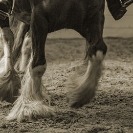 3rd..Thundering hooves. Gayle Hall. Judge: Bill Houston.