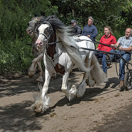 Trotting