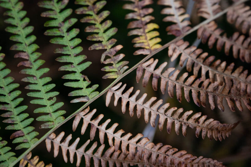 H.C. Two coloured fern. Keith Harte. Judge: Arjun Nambiar