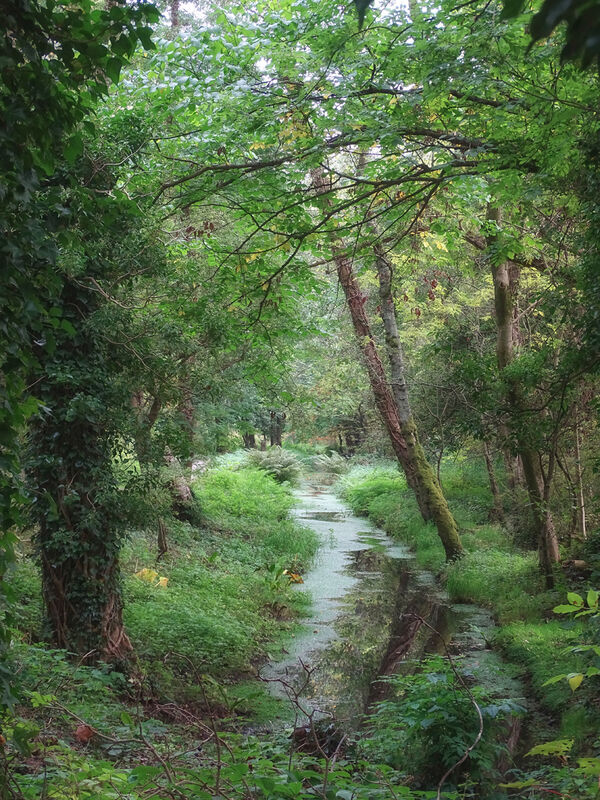 3rd. Woodland stream. Sue Merrington. Judge: Arjun Nambiar