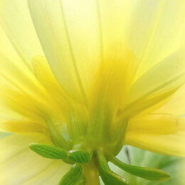 2nd. Yellow Dahlia. Sue Merrington. Judge: John Stephenson